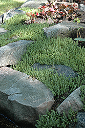 Six Row Stonecrop (Sedum sexangulare) at Valley View Farms