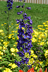 Pacific Giant Black Knight Larkspur (Delphinium 'Black Knight') at Valley View Farms