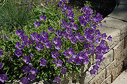 Blue Clips Bellflower (Campanula carpatica 'Blue Clips') at Valley View Farms