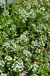 White Moss Thyme (Thymus praecox 'Albus') at Valley View Farms