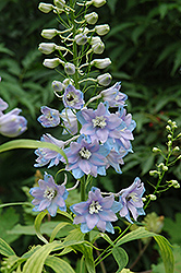 Pacific Giant Guinevere Larkspur (Delphinium 'Guinevere') at Valley View Farms
