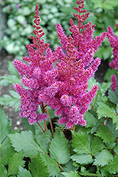 Visions Astilbe (Astilbe chinensis 'Visions') at Valley View Farms