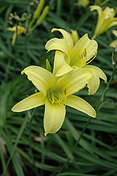 Hyperion Daylily (Hemerocallis 'Hyperion') at Valley View Farms