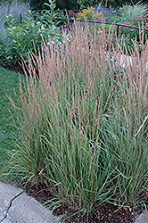 Variegated Reed Grass (Calamagrostis x acutiflora 'Overdam') at Valley View Farms