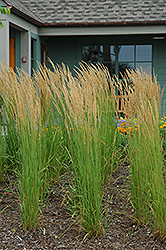 Karl Foerster Reed Grass (Calamagrostis x acutiflora 'Karl Foerster') at Valley View Farms