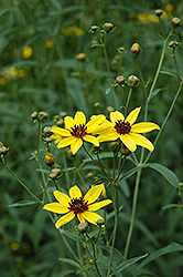 Tall Tickseed (Coreopsis tripteris) at Valley View Farms
