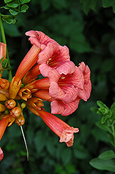 Trumpetvine (Campsis radicans) at Valley View Farms