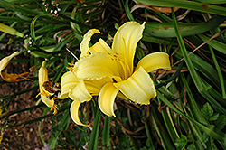 Mary Todd Daylily (Hemerocallis 'Mary Todd') at Valley View Farms