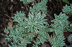 First Blush Spurge (Euphorbia polychroma 'First Blush') at Valley View Farms