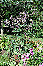 Rochebrun Meadow Rue (Thalictrum rochebrunianum) at Valley View Farms