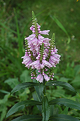 Obedient Plant (Physostegia virginiana) at Valley View Farms