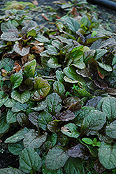 Bronze Beauty Bugleweed (Ajuga reptans 'Bronze Beauty') at Valley View Farms