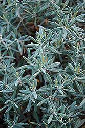 Blue Ice Bog Rosemary (Andromeda polifolia 'Blue Ice') at Valley View Farms