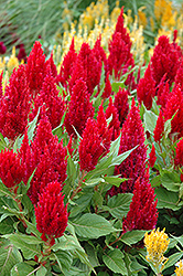 Fresh Look Red Celosia (Celosia 'Fresh Look Red') at Valley View Farms