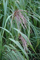 Maiden Grass (Miscanthus sinensis) at Valley View Farms