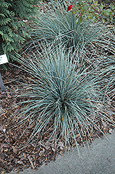 Sapphire Blue Oat Grass (Helictotrichon sempervirens 'Sapphire Blue') at Valley View Farms