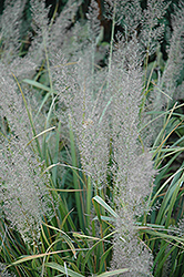 Korean Reed Grass (Calamagrostis brachytricha) at Valley View Farms