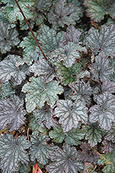 Frosted Violet Coral Bells (Heuchera 'Frosted Violet') at Valley View Farms