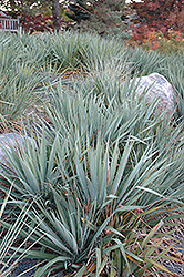 Adam's Needle (Yucca filamentosa) at Valley View Farms