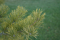 Scotch Pine (Pinus sylvestris) at Valley View Farms