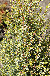 Gold Cone Juniper (Juniperus communis 'Gold Cone') at Valley View Farms
