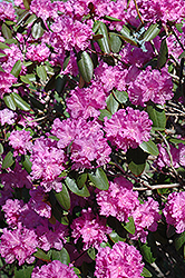 P.J.M. Rhododendron (Rhododendron 'P.J.M.') at Valley View Farms