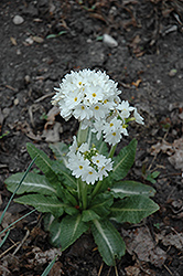 Ronsdorf Mix White Primrose (Primula denticulata 'Ronsdorf Mix White') at Valley View Farms