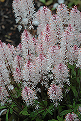 Spring Symphony Foamflower (Tiarella 'Spring Symphony') at Valley View Farms