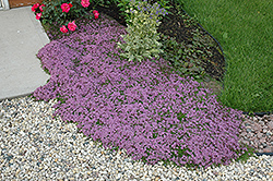 Red Creeping Thyme (Thymus praecox 'Coccineus') at Valley View Farms