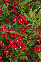 Red Prince Weigela (Weigela florida 'Red Prince') at Valley View Farms