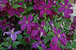 Polish Spirit Clematis (Clematis 'Polish Spirit') at Valley View Farms
