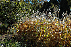 Maiden Grass (Miscanthus sinensis) at Valley View Farms