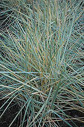 Blue Dune Lyme Grass (Leymus arenarius 'Blue Dune') at Valley View Farms