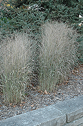 Shenandoah Reed Switch Grass (Panicum virgatum 'Shenandoah') at Valley View Farms