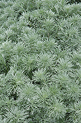 Silver Mound Artemisia (Artemisia schmidtiana 'Silver Mound') at Valley View Farms