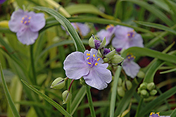 Little Doll Spiderwort (Tradescantia x andersoniana 'Little Doll') at Valley View Farms