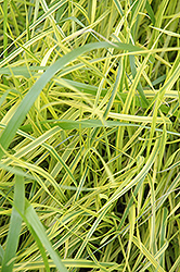Variegated Palm Sedge (Carex muskingumensis 'Oehme') at Valley View Farms
