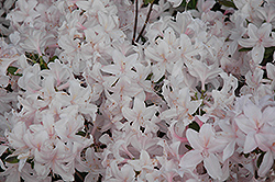 White Lights Azalea (Rhododendron 'White Lights') at Valley View Farms