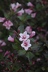 Java Red Weigela (Weigela florida 'Java Red') at Valley View Farms