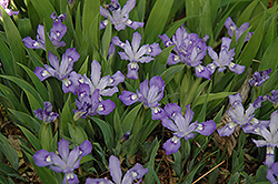 Dwarf Crested Iris (Iris cristata) at Valley View Farms