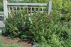 Common Sweetshrub (Calycanthus floridus) at Valley View Farms