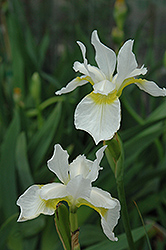 Snow Queen Siberian Iris (Iris sibirica 'Snow Queen') at Valley View Farms