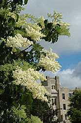 Ivory Silk Japanese Tree Lilac (Syringa reticulata 'Ivory Silk') at Valley View Farms