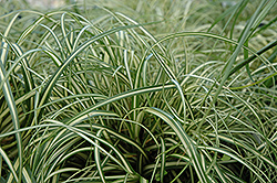 Evergold Variegated Japanese Sedge (Carex oshimensis 'Evergold') at Valley View Farms