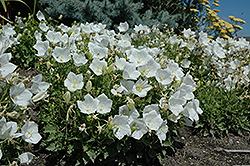White Clips Bellflower (Campanula carpatica 'White Clips') at Valley View Farms