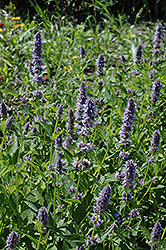 Anise Hyssop (Agastache foeniculum) at Valley View Farms