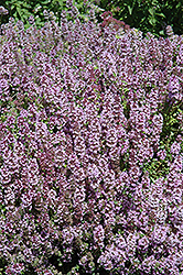 Mother-of-Thyme (Thymus praecox) at Valley View Farms