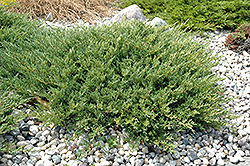 Andorra Juniper (Juniperus horizontalis 'Plumosa Compacta') at Valley View Farms