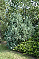 Wichita Blue Juniper (Juniperus scopulorum 'Wichita Blue') at Valley View Farms
