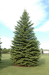 Colorado Spruce (Picea pungens) at Valley View Farms
